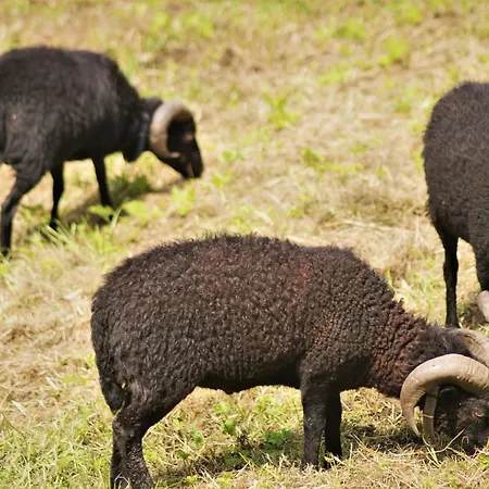 Ferienparadies Maierbauernhof Çiftlik konaklama