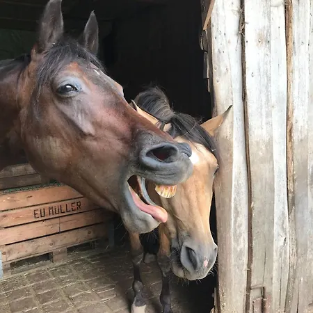 Ferienparadies Maierbauernhof Çiftlik konaklama