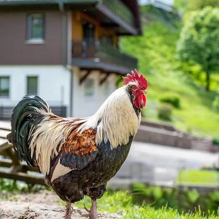 Ferienparadies Maierbauernhof Bad Peterstal-Griesbach